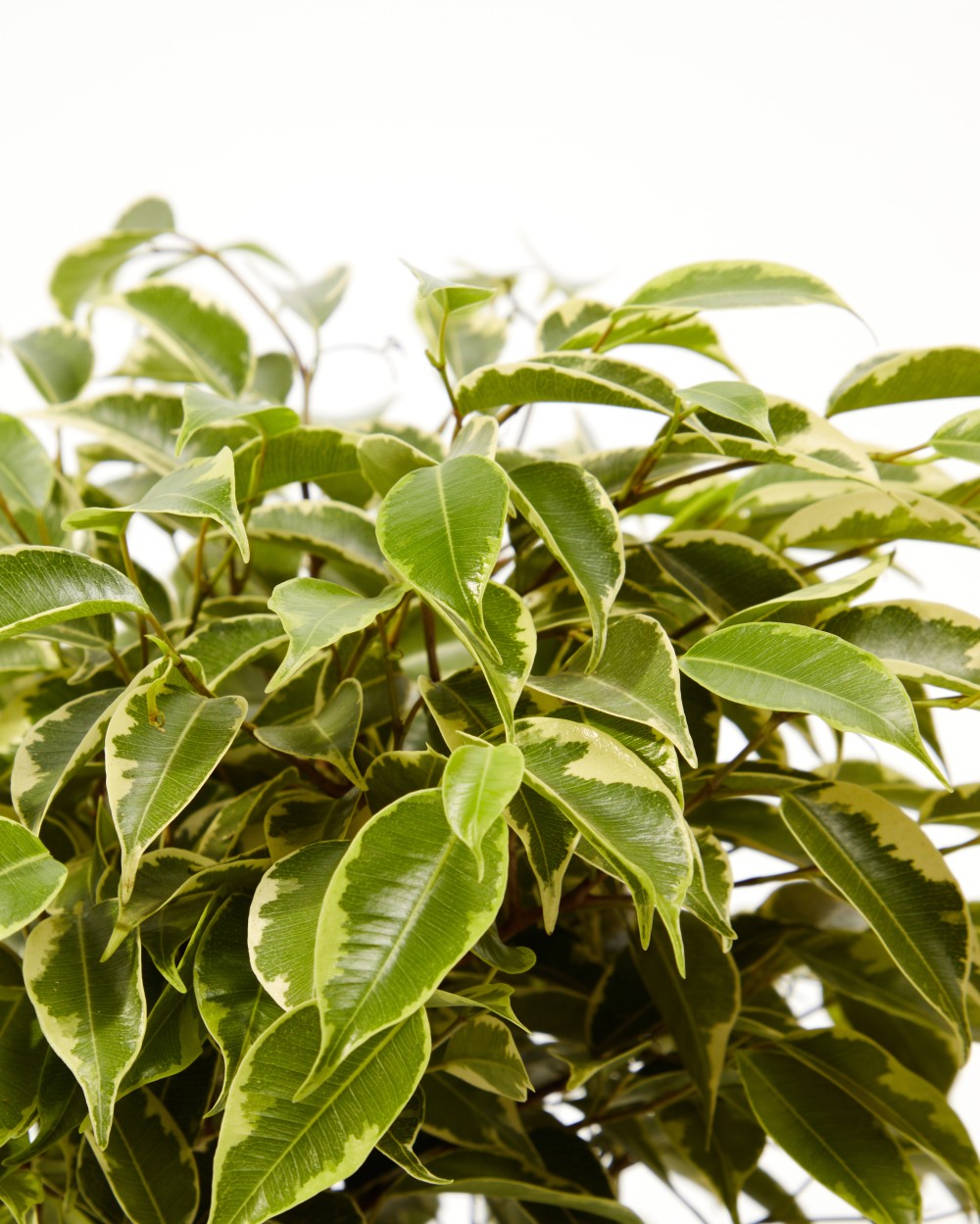 Фикус Бенджамина