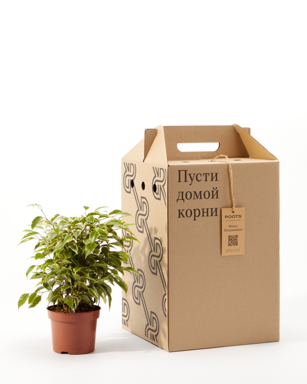 Фикус Бенджамина