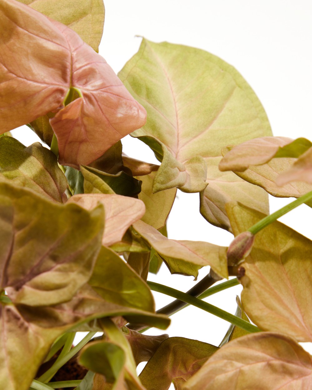 Сингониум Ред Харт