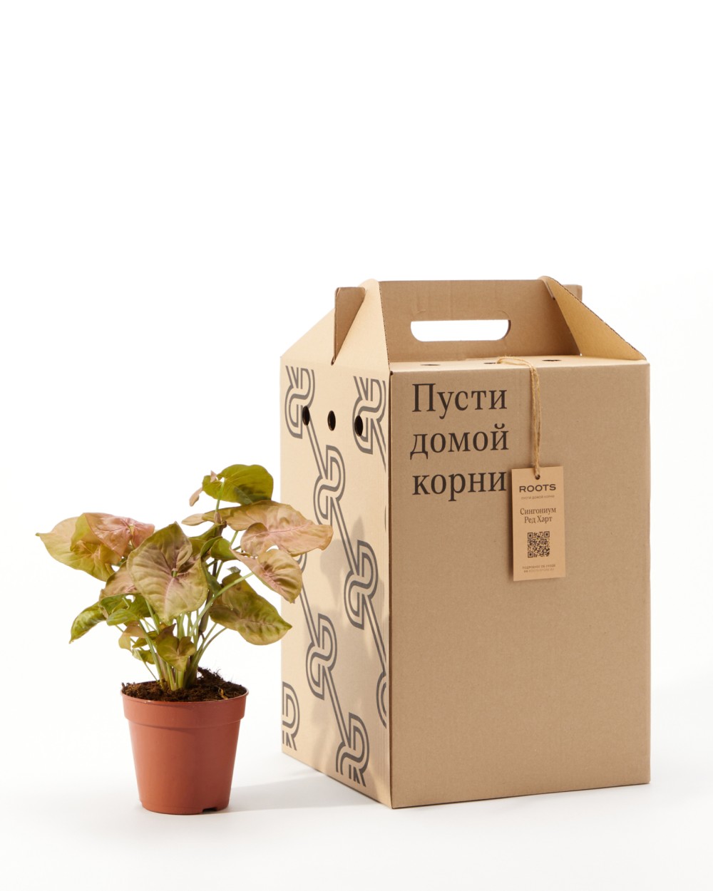 Сингониум Ред Харт