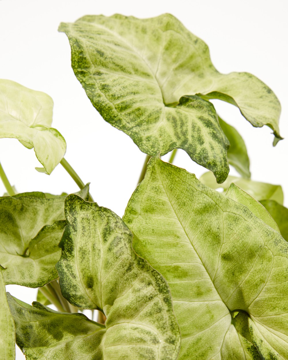 Сингониум Вайт Баттерфляй Сингониум Вайт Баттерфляй