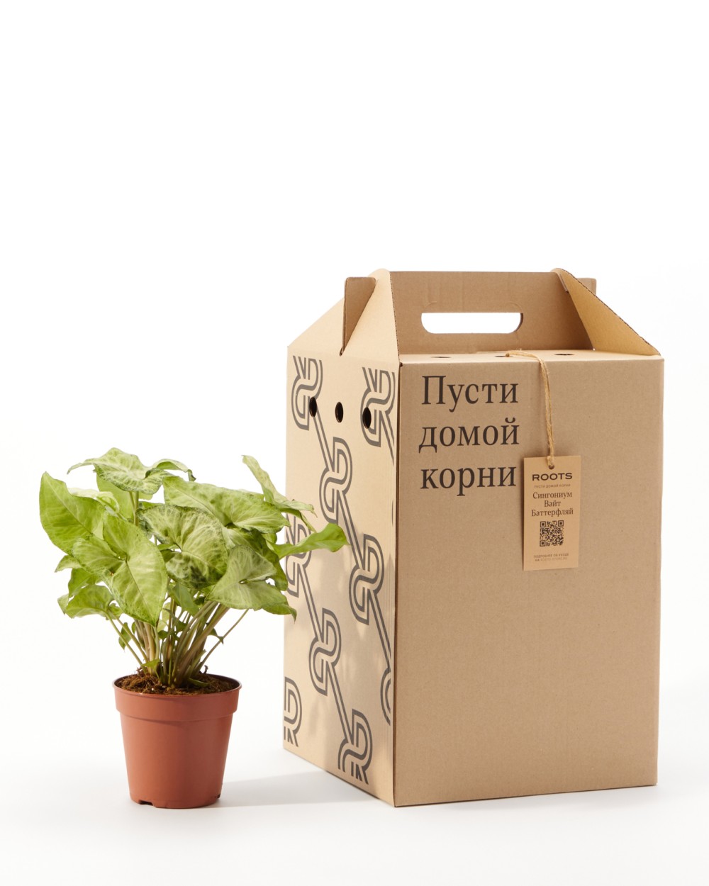 Сингониум Вайт Баттерфляй Сингониум Вайт Баттерфляй