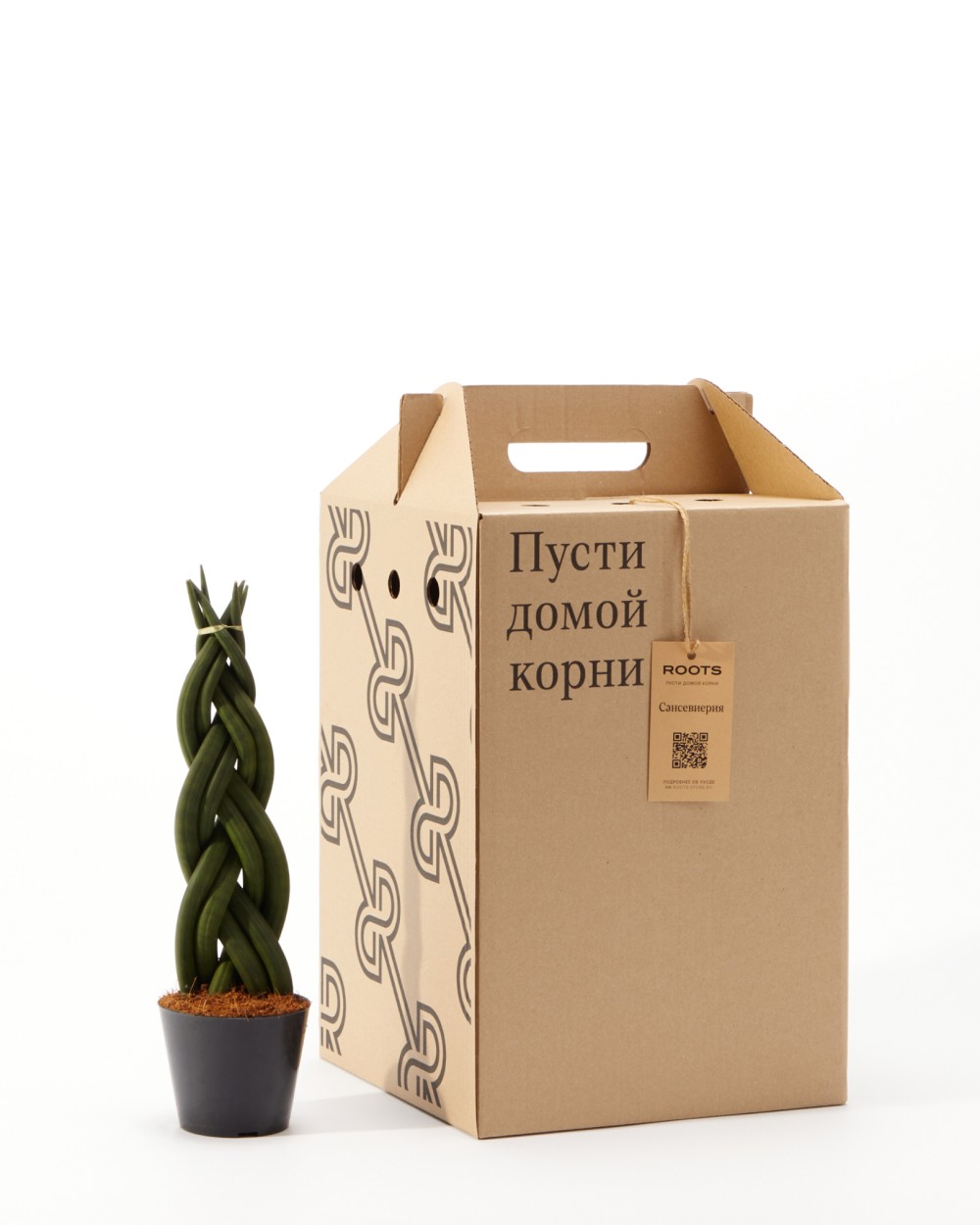 Сансевиерия Цилиндрика Коса