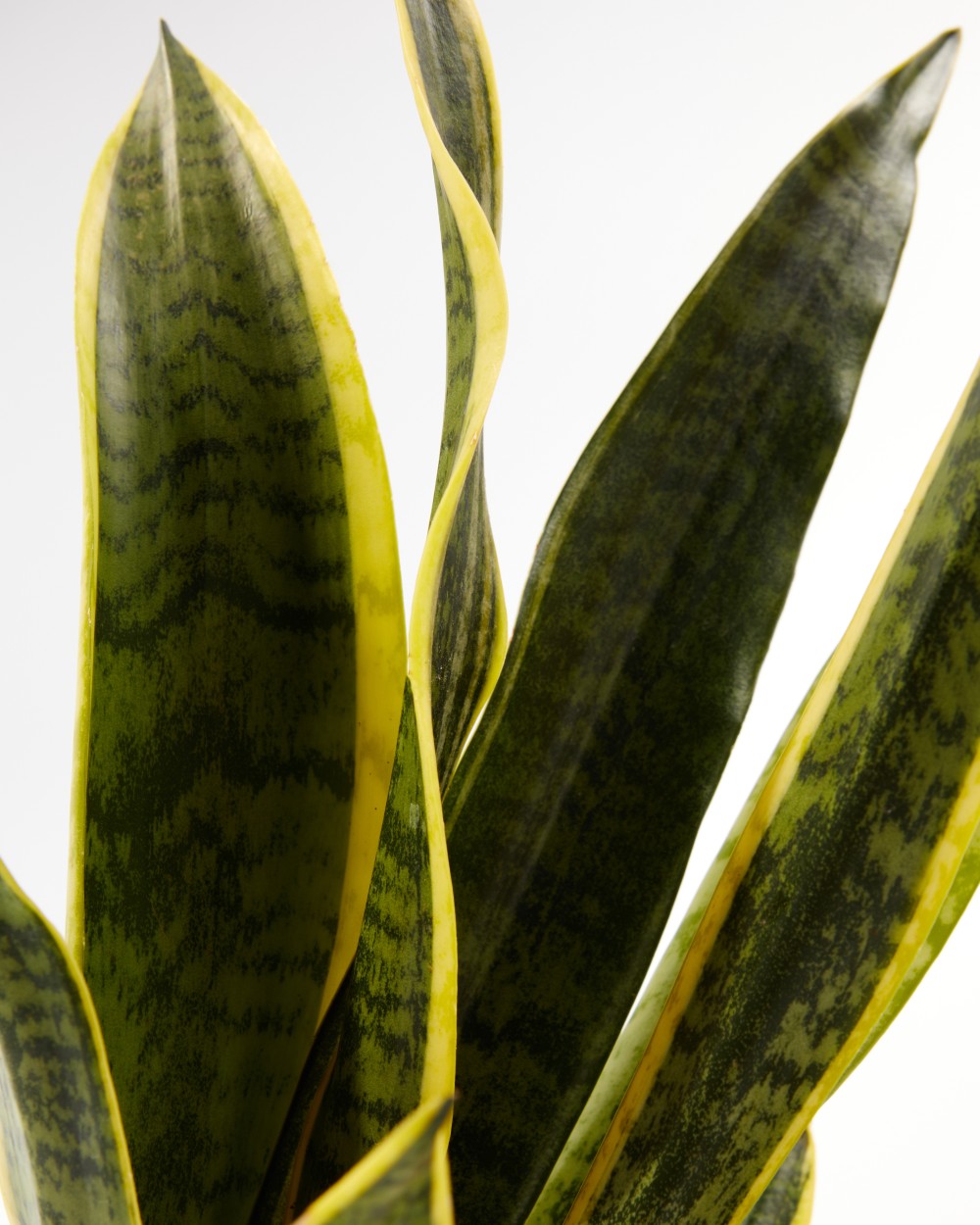 Сансевиерия Лауренти