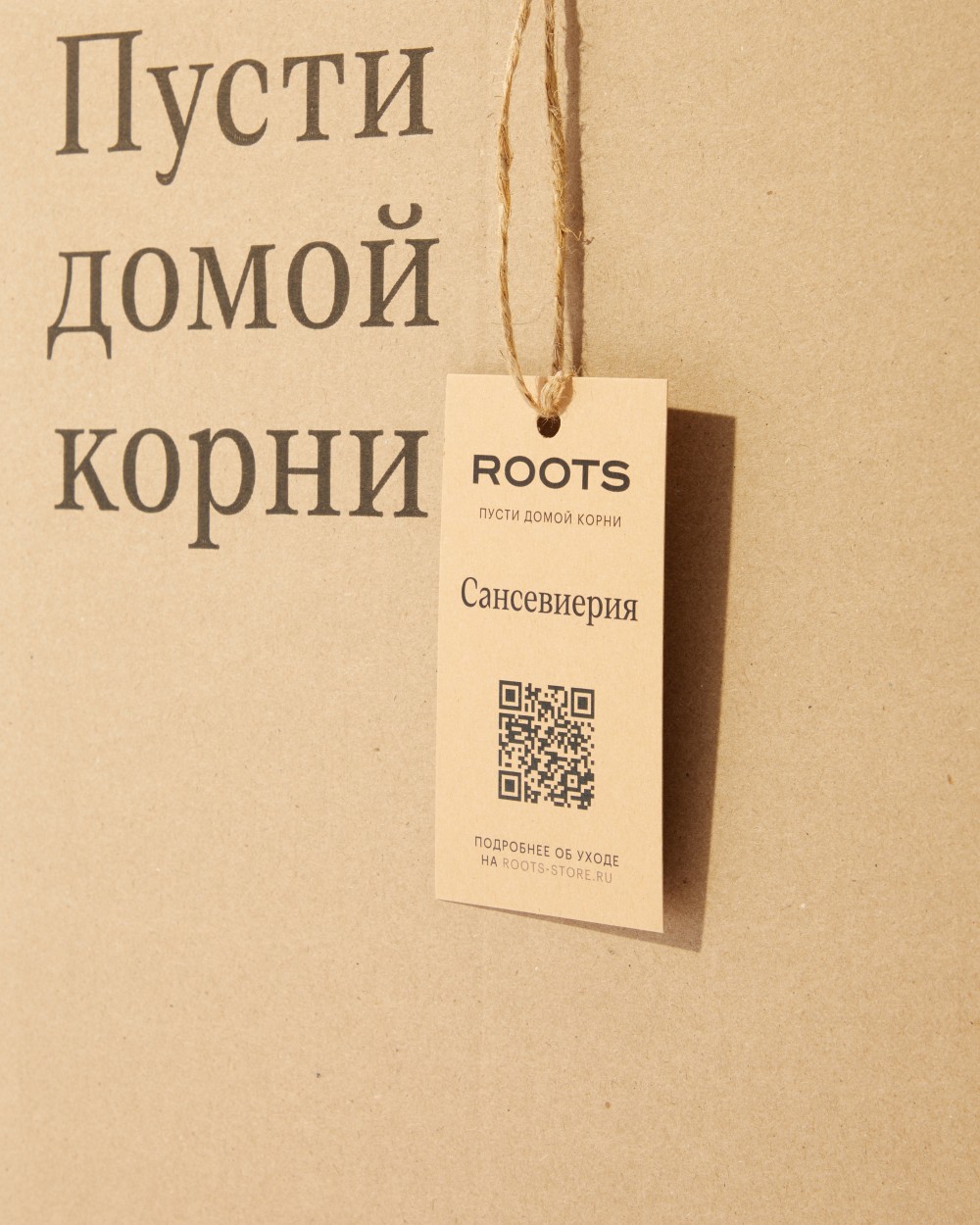 Сансевиерия Лауренти