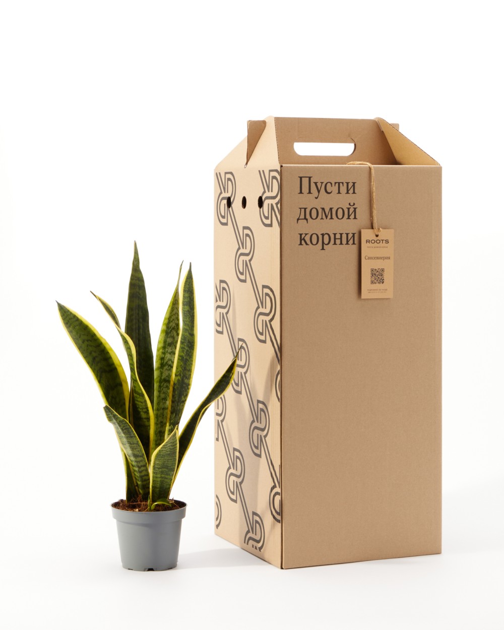 Сансевиерия Лауренти