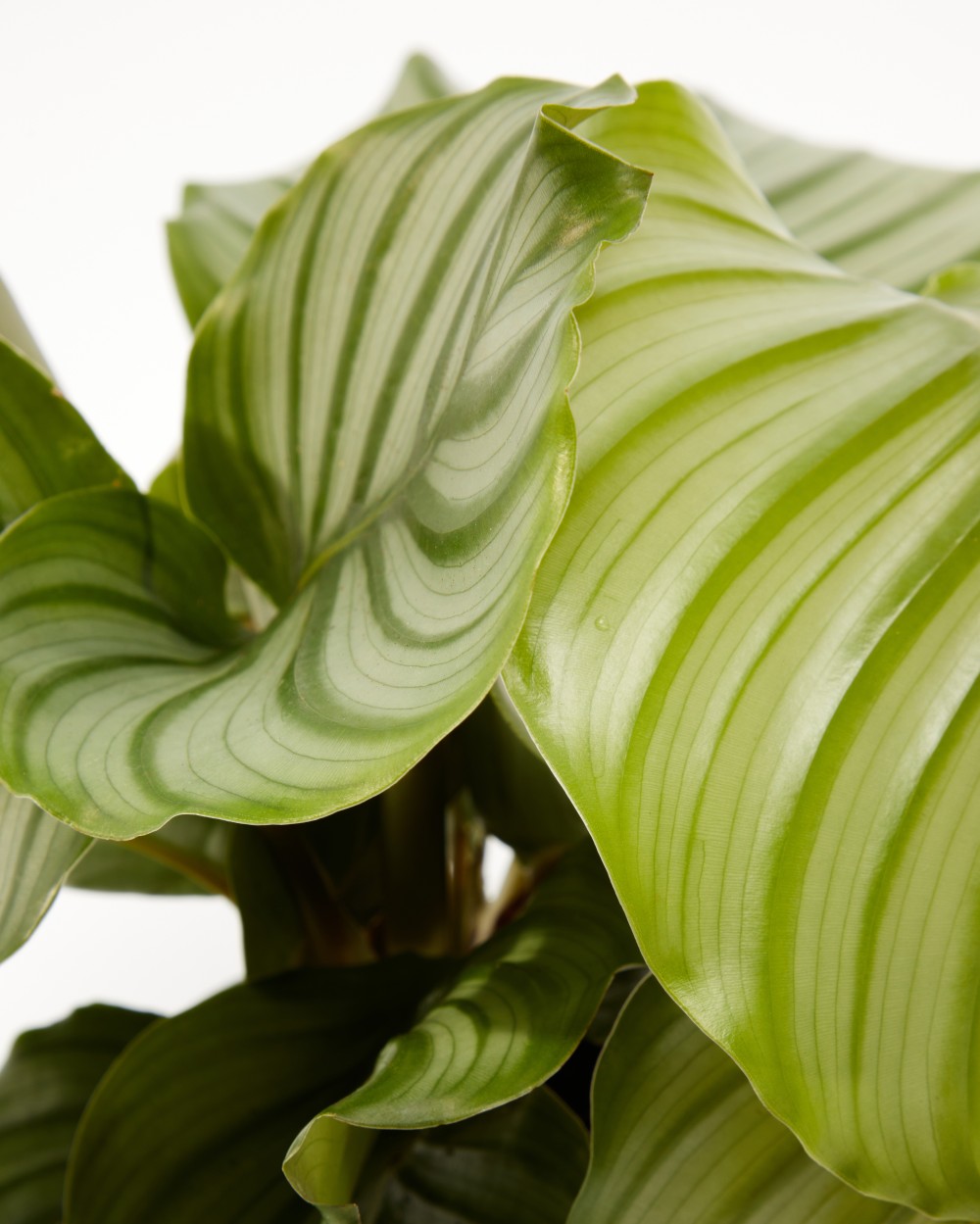 Калатея Орбифолия 