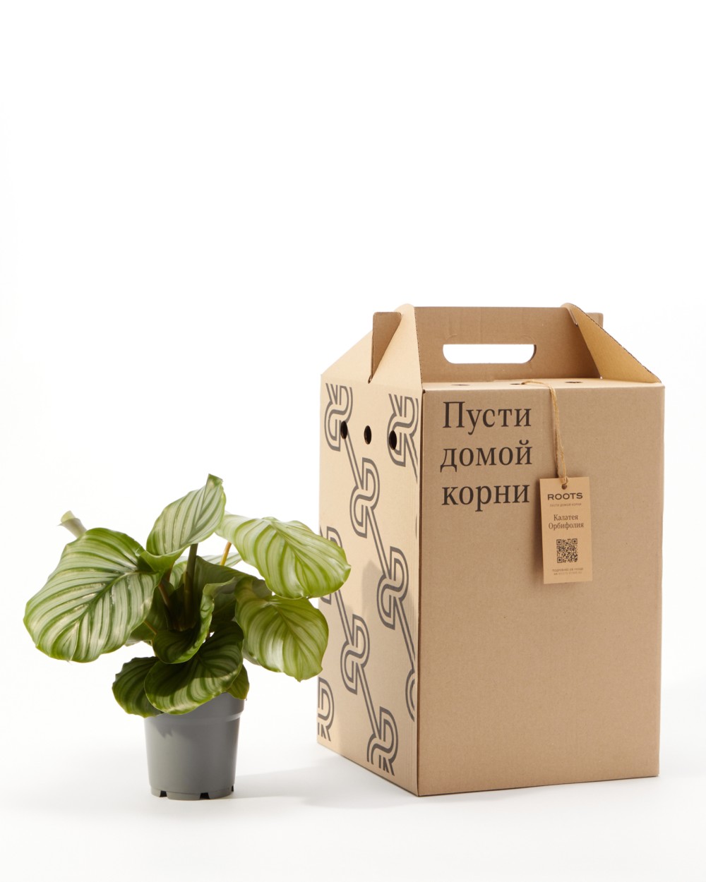 Калатея Орбифолия 