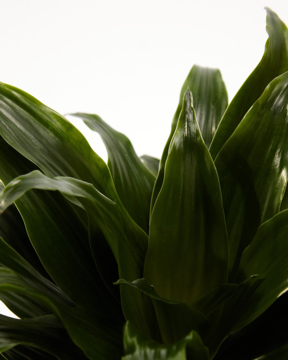 Драцена Джанет Крейг