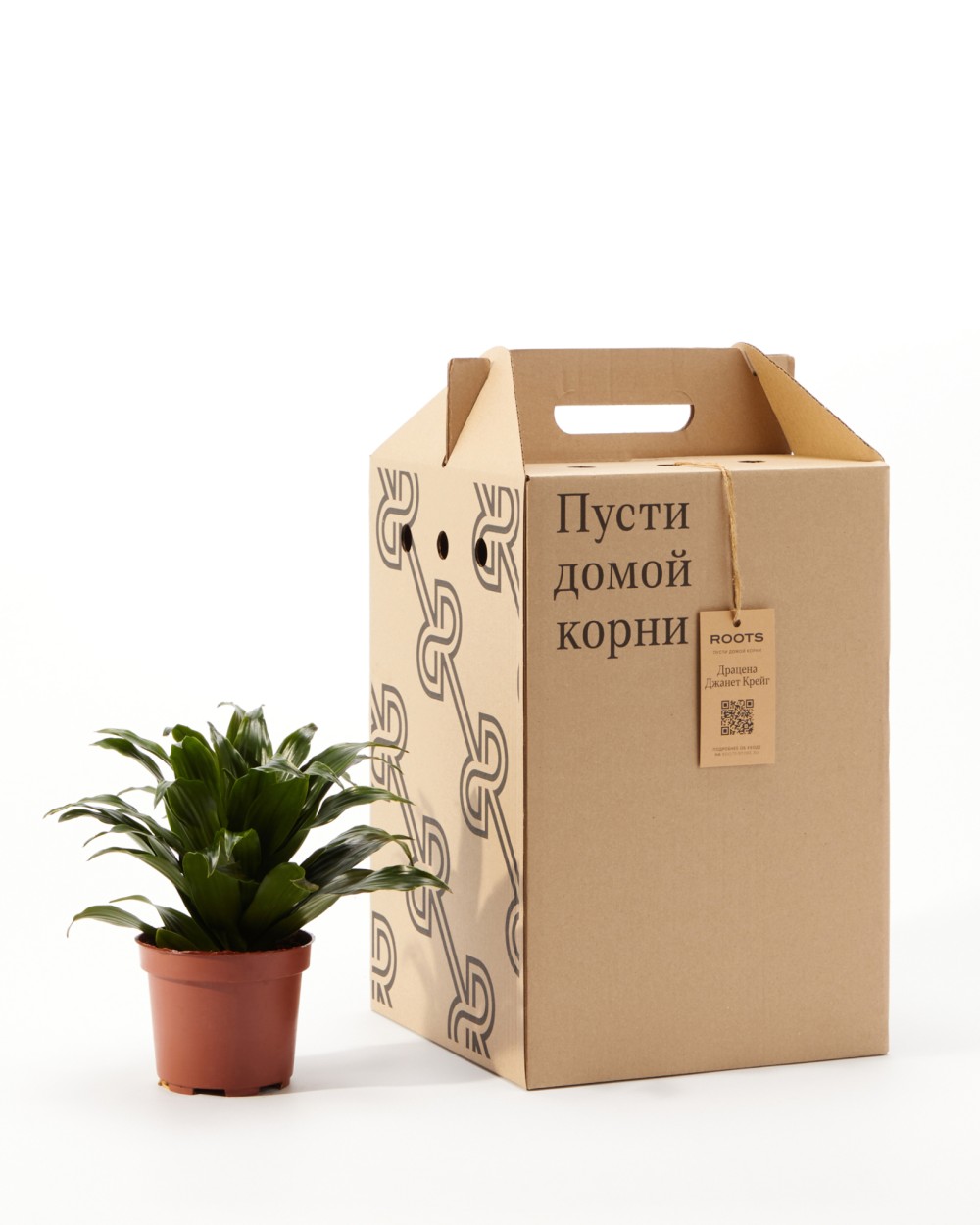 Драцена Джанет Крейг