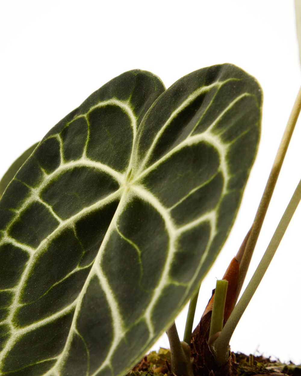 Антуриум Кларинервиум