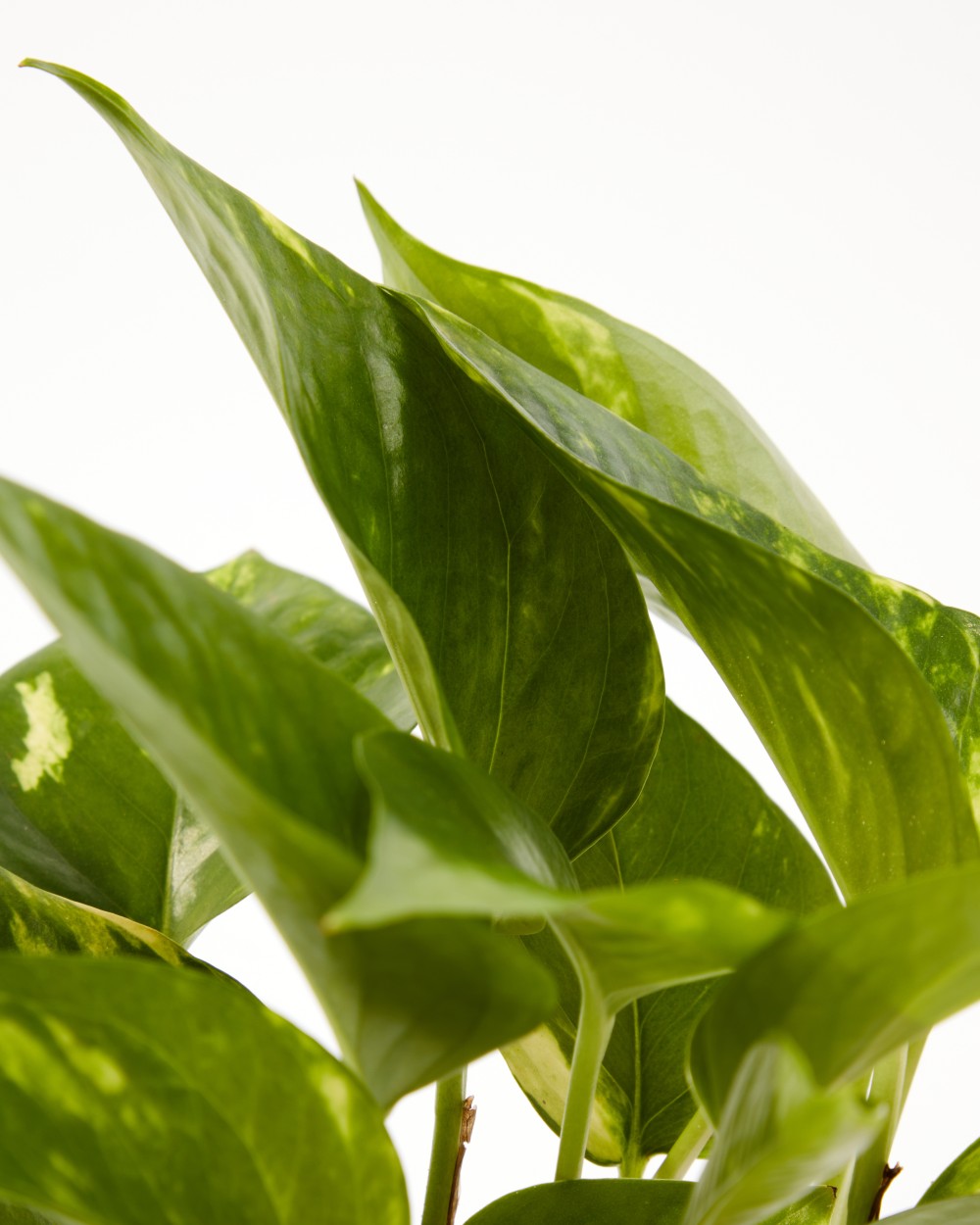 Эпипремнум Ауреум