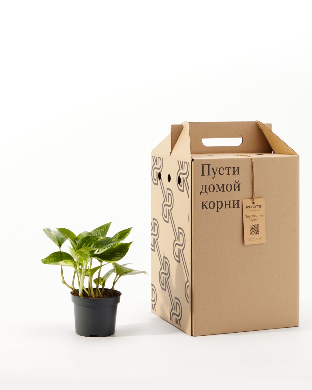 Эпипремнум Ауреум