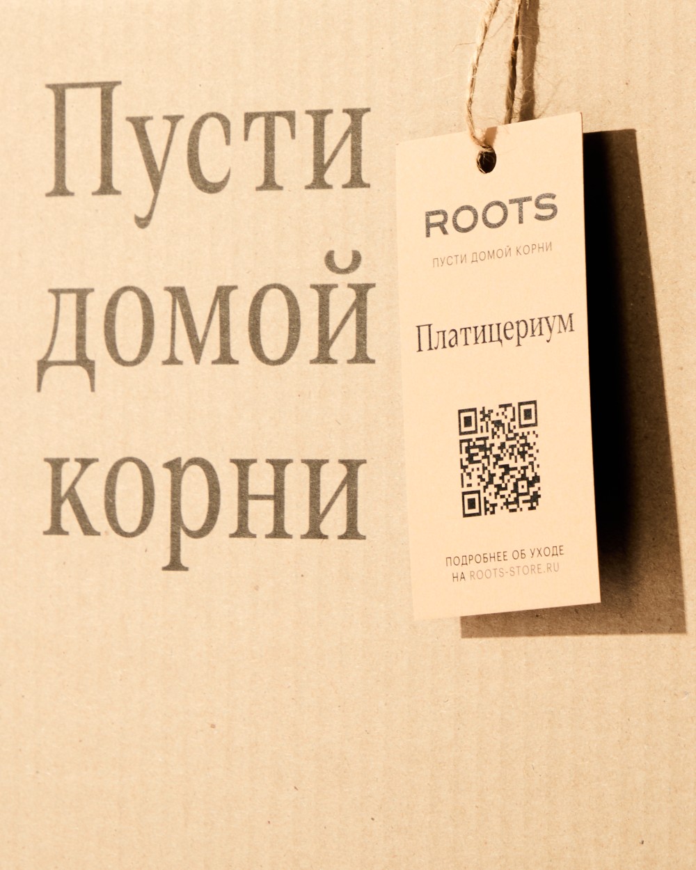 Платицериум