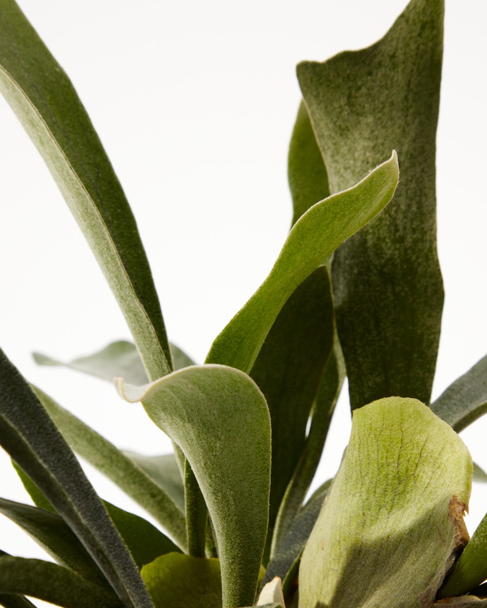 Платицериум