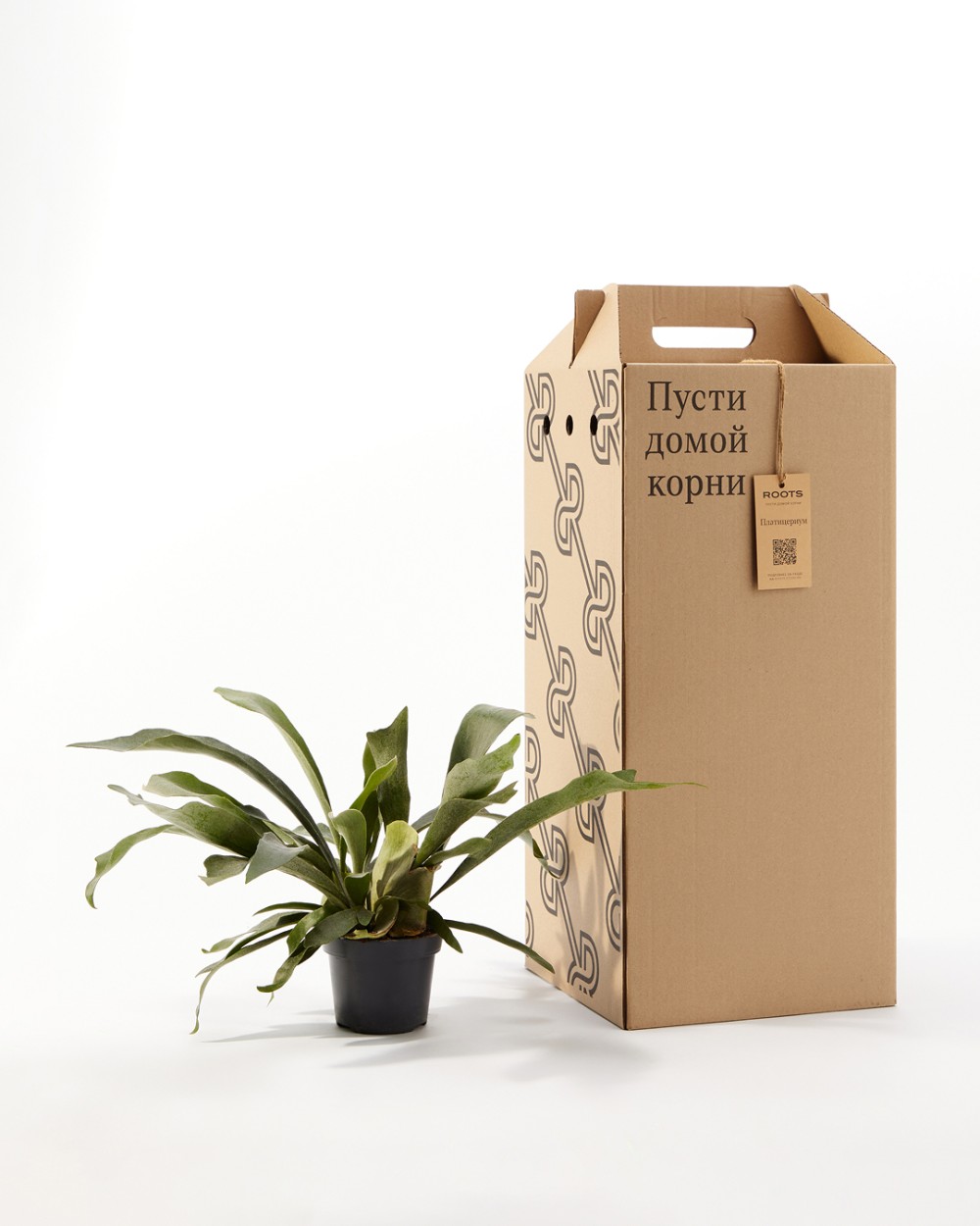 Платицериум