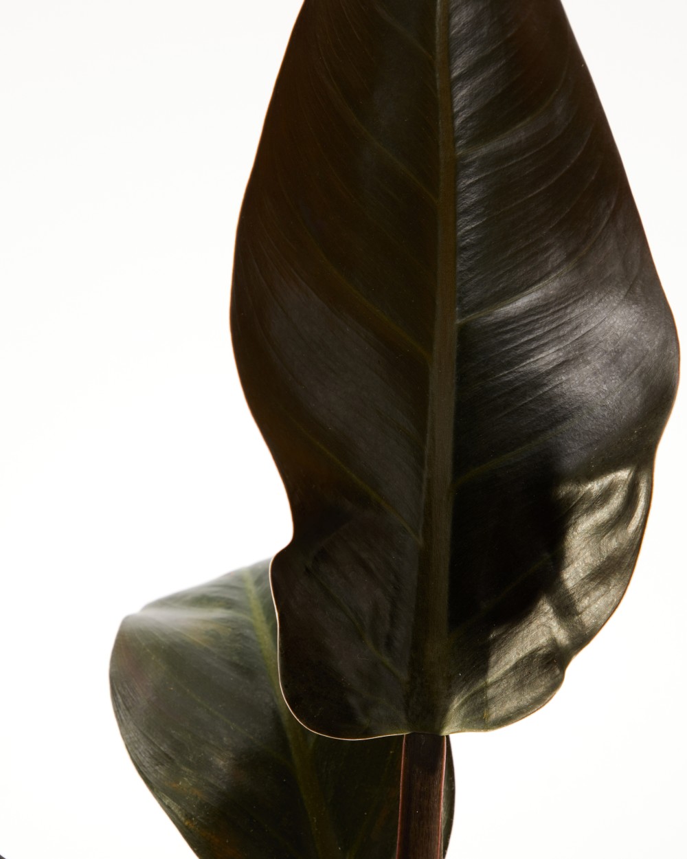 Филодендрон Империал Ред Филодендрон Империал Ред