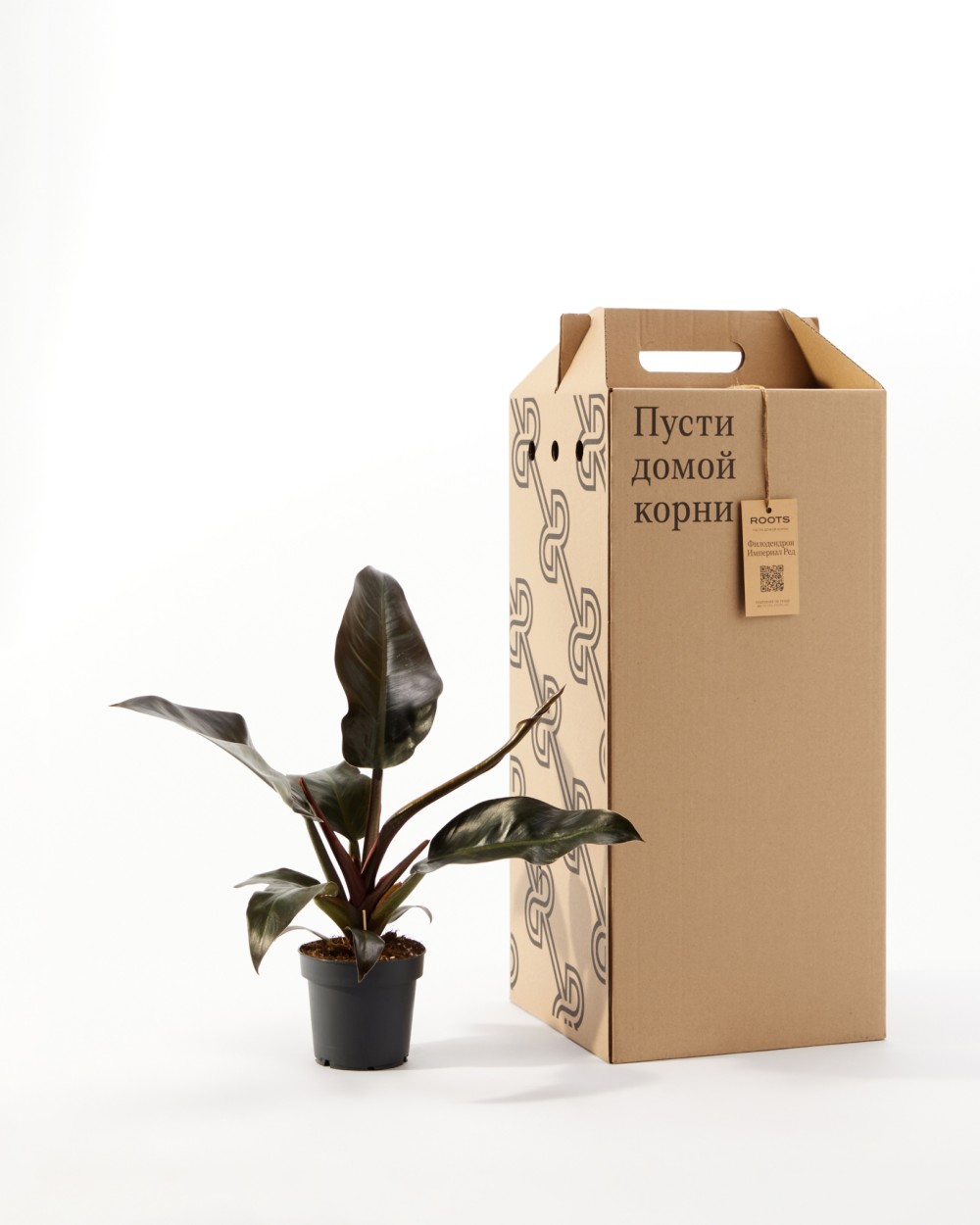 Филодендрон Империал Ред Филодендрон Империал Ред