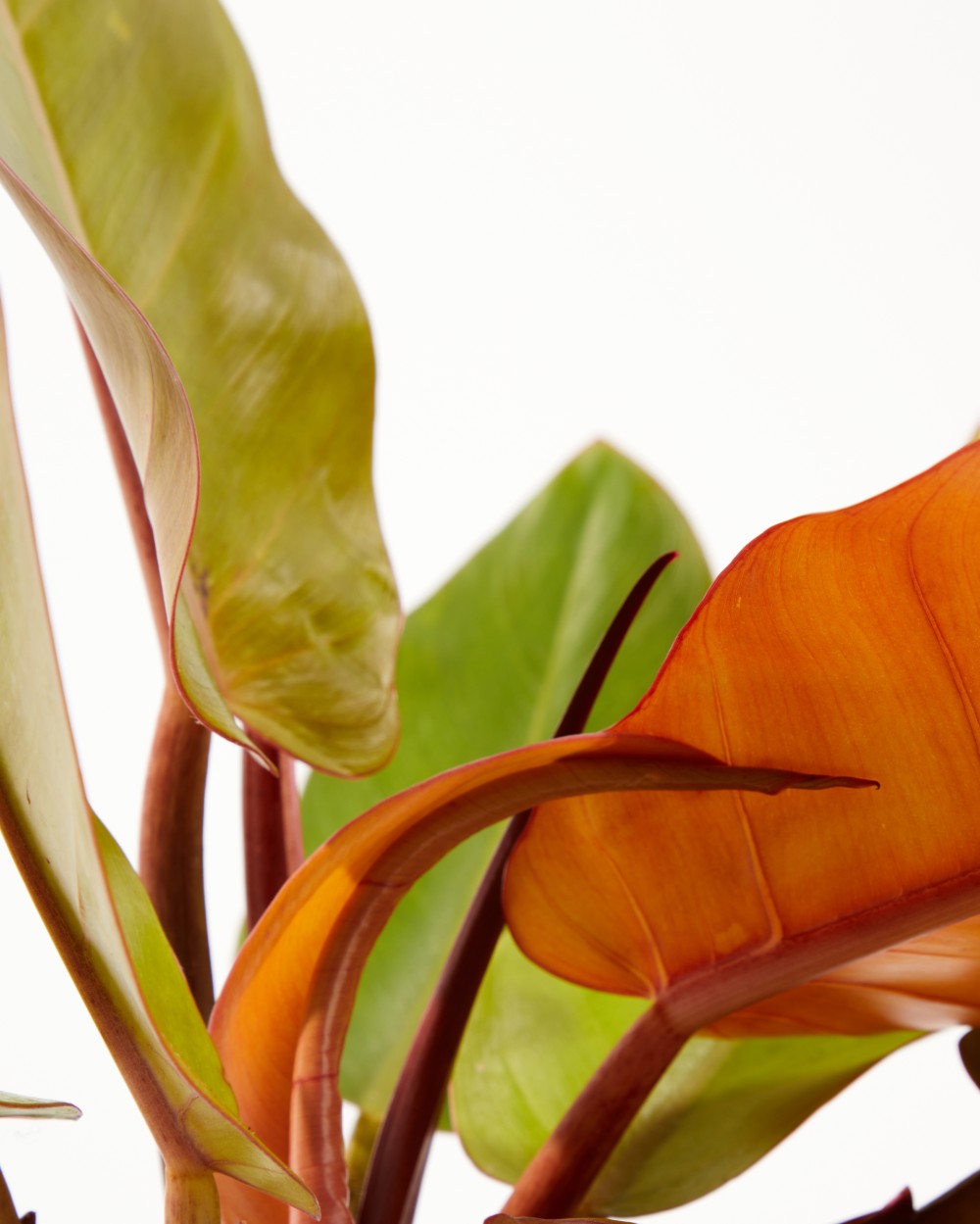 Филодендрон Принц Оранж