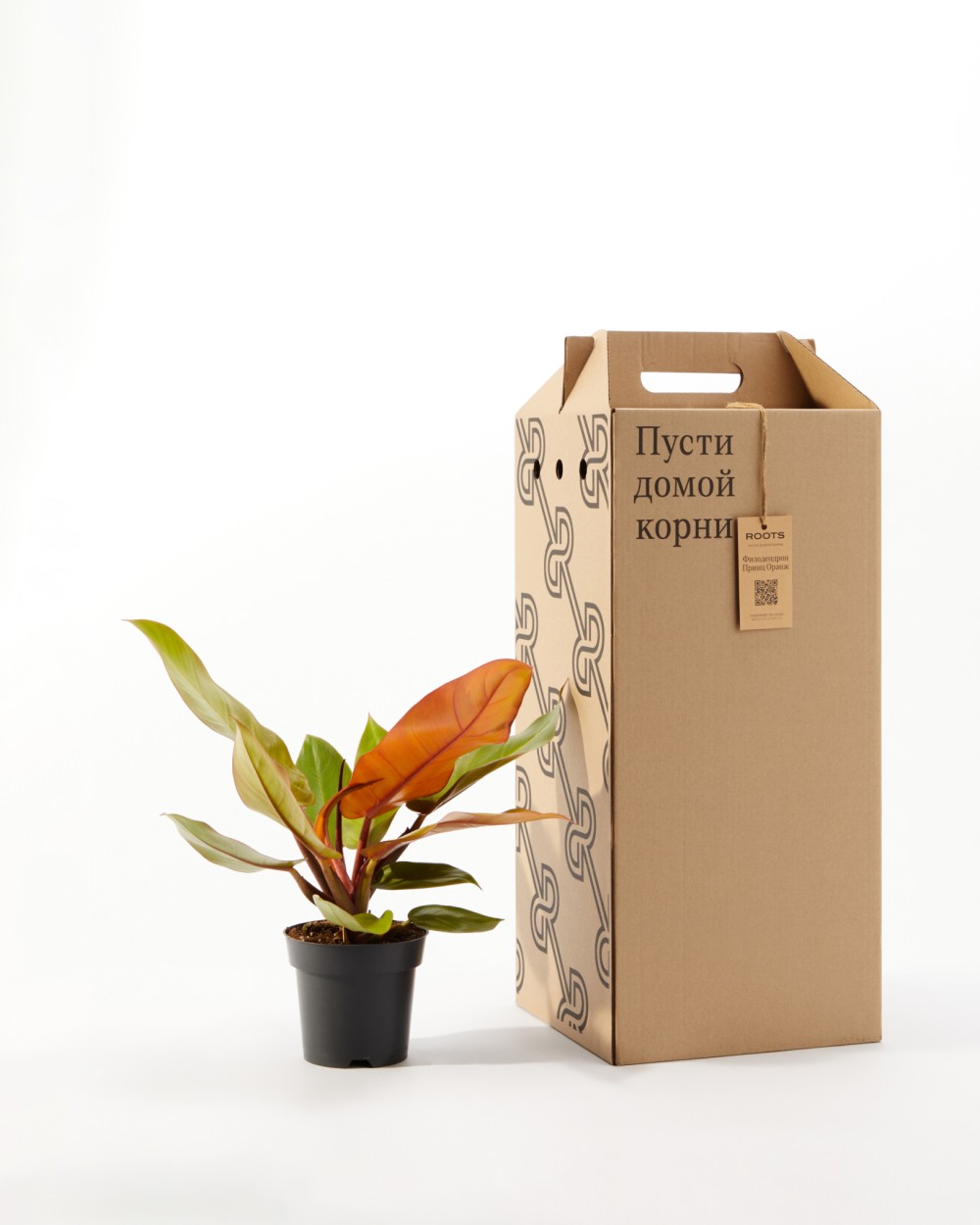 Филодендрон Принц Оранж