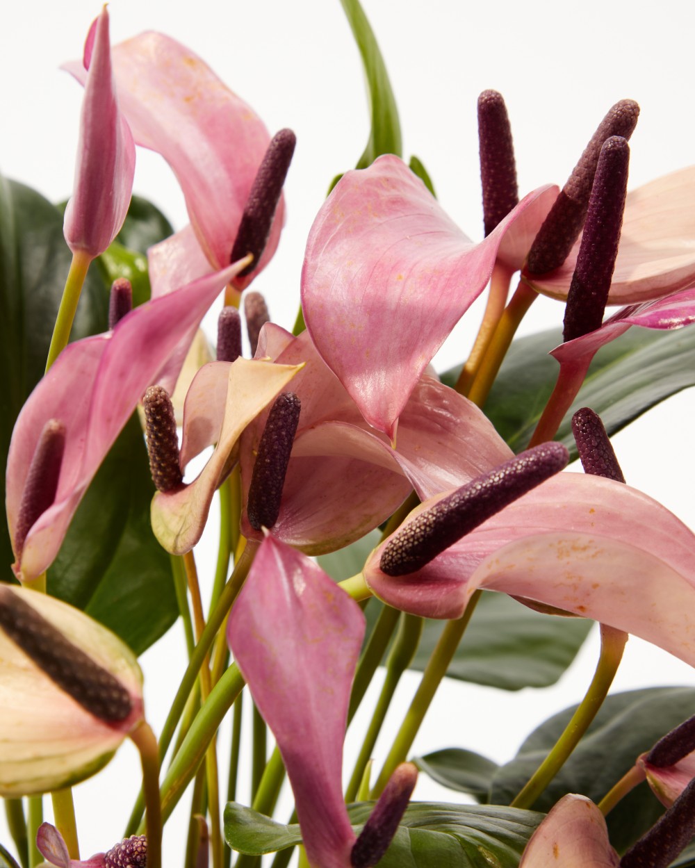 Антуриум Зизу