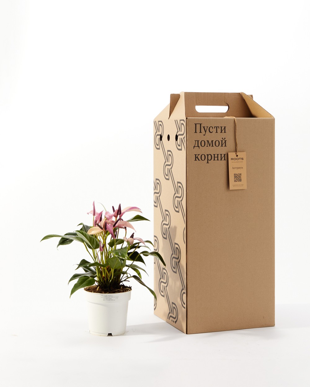 Антуриум Зизу