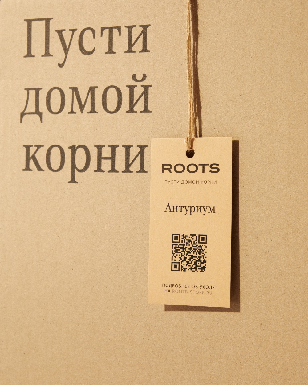 Антуриум Зизу