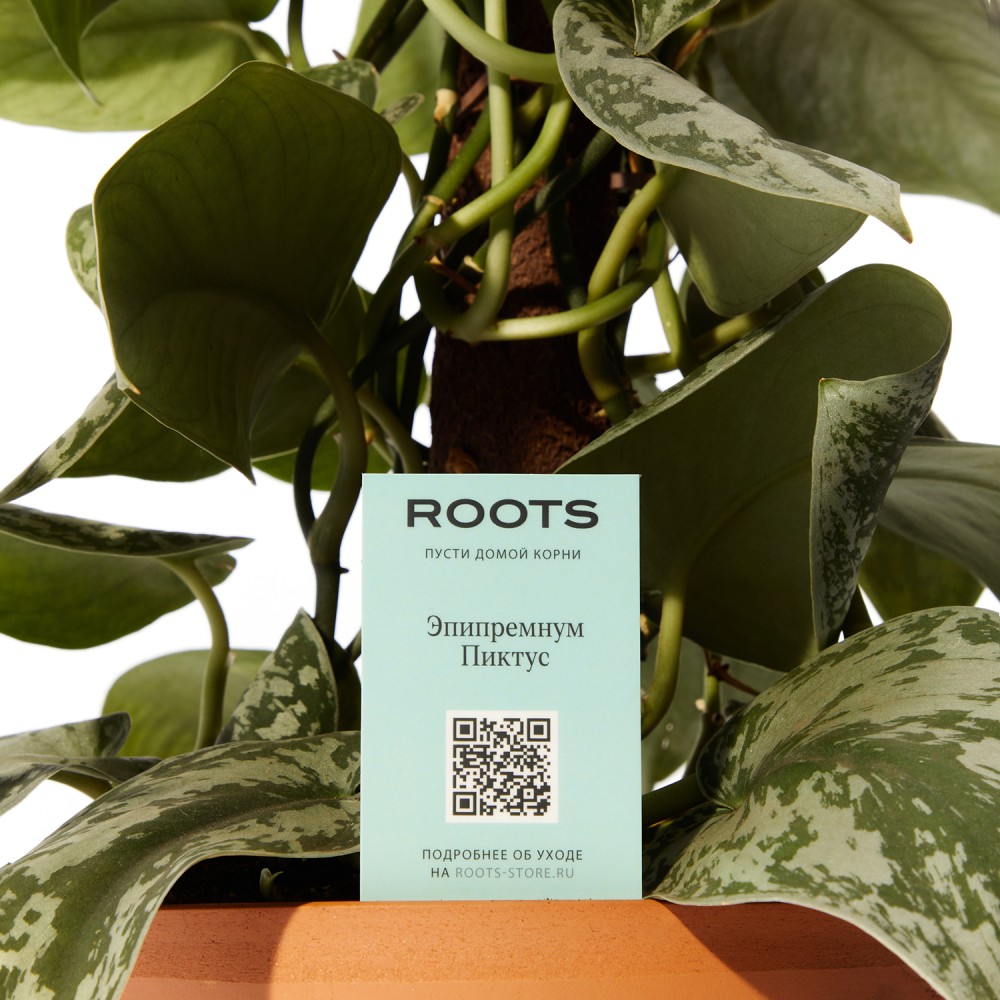 Эпипремнум Пиктус Эпипремнум Пиктус