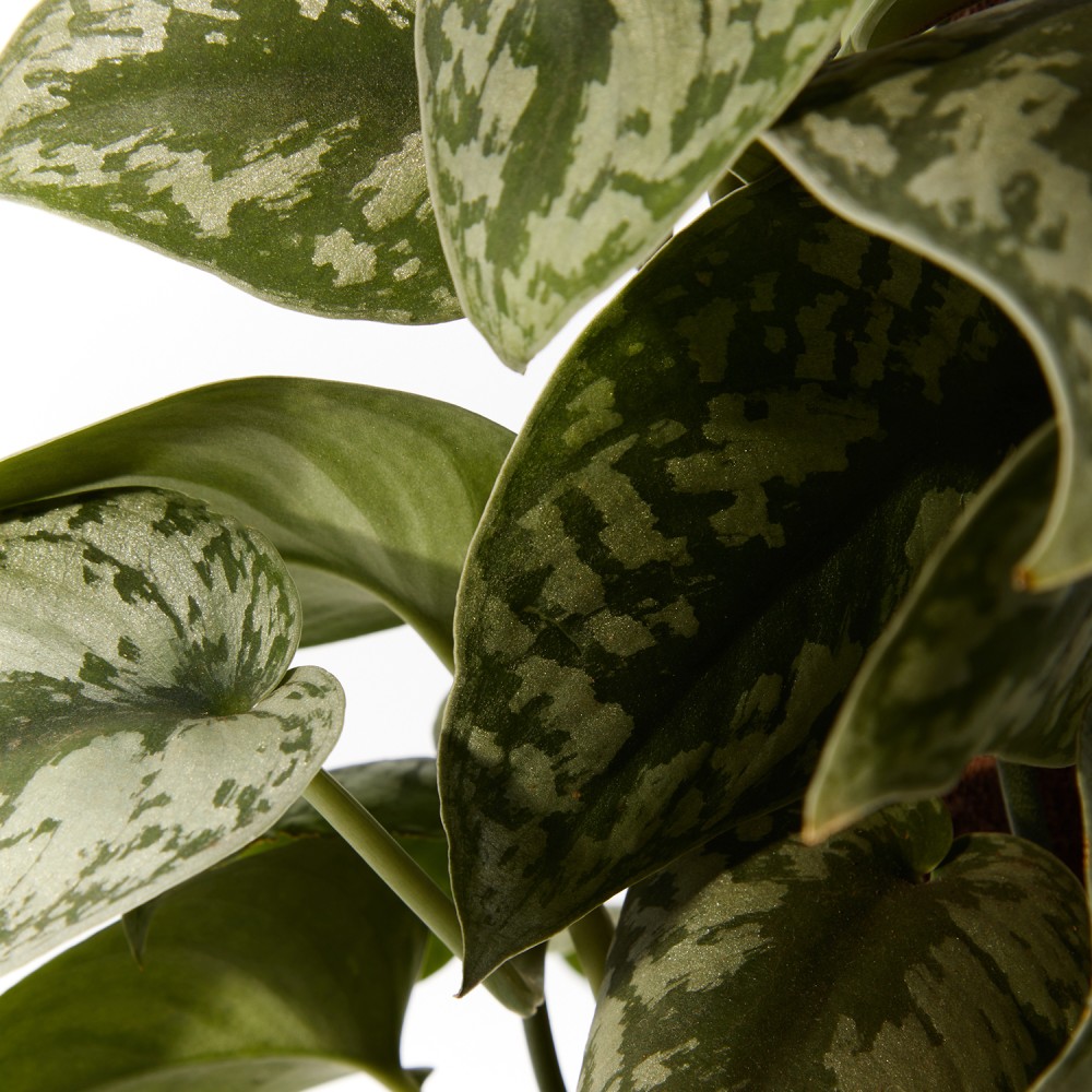 Эпипремнум Пиктус Эпипремнум Пиктус