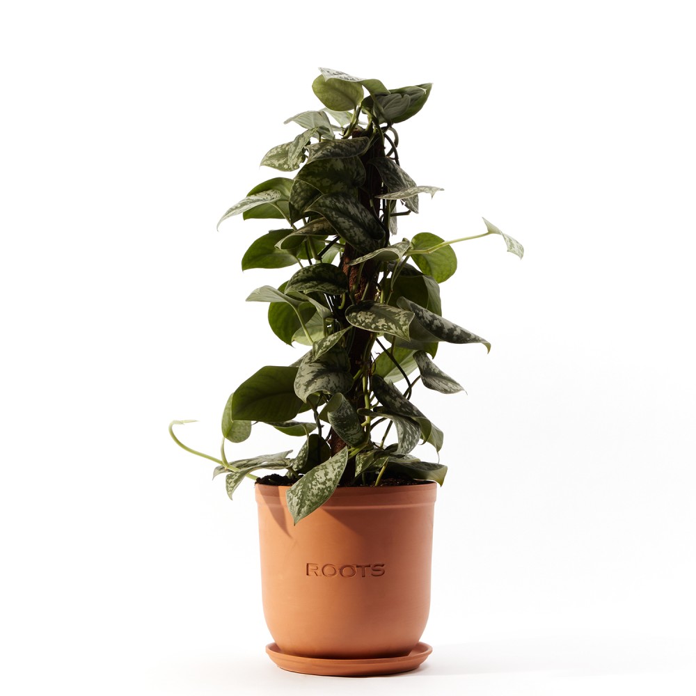 Эпипремнум Пиктус Эпипремнум Пиктус