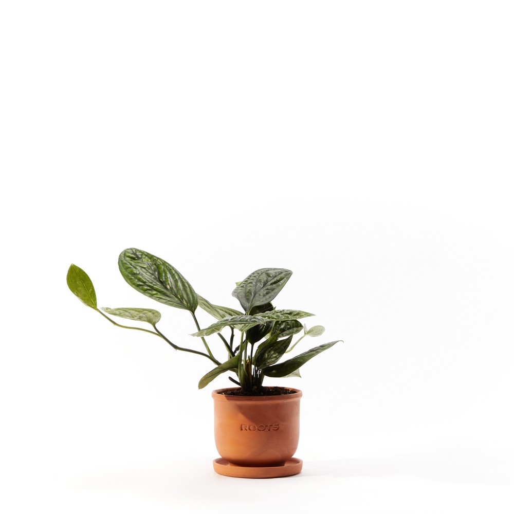 Эпипренум Марбл Планет Эпипренум Марбл Планет