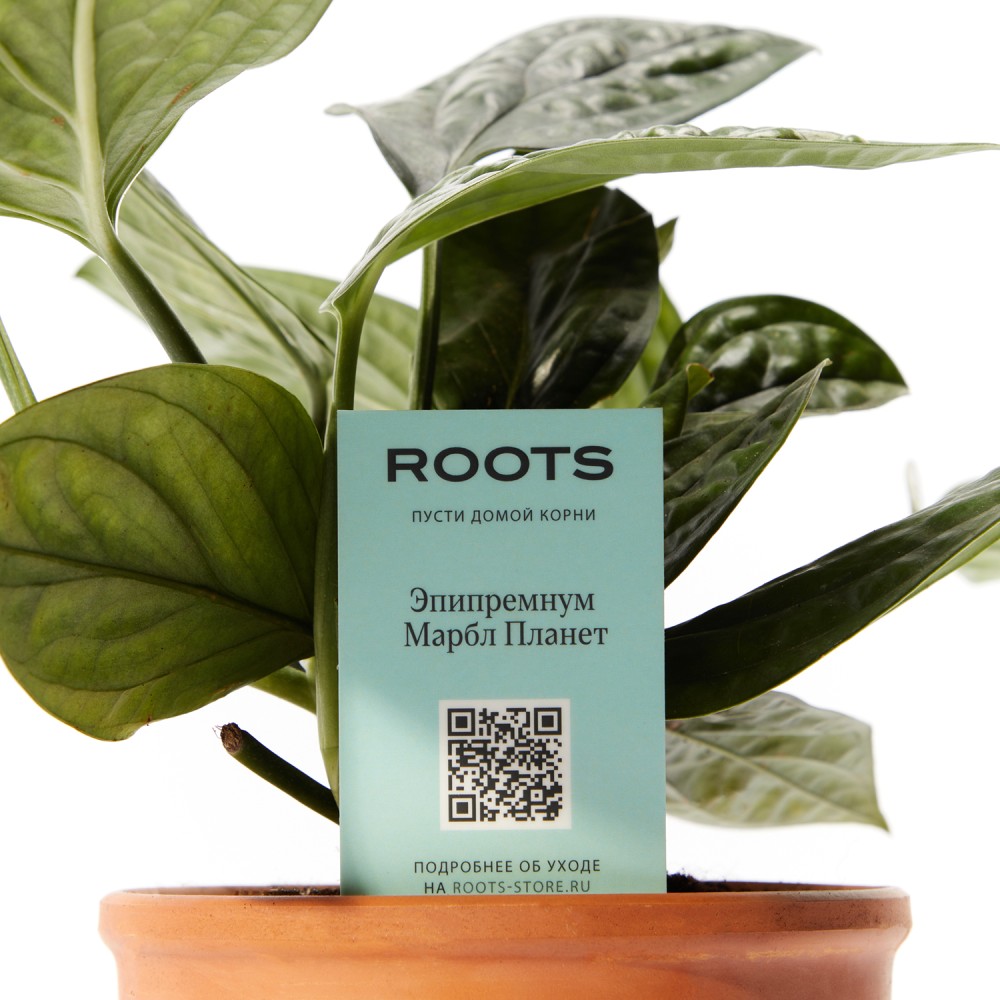 Эпипренум Марбл Планет Эпипренум Марбл Планет