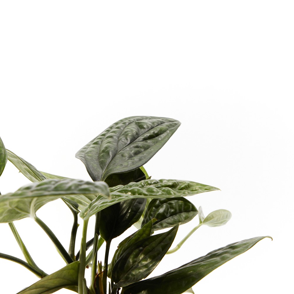 Эпипренум Марбл Планет Эпипренум Марбл Планет