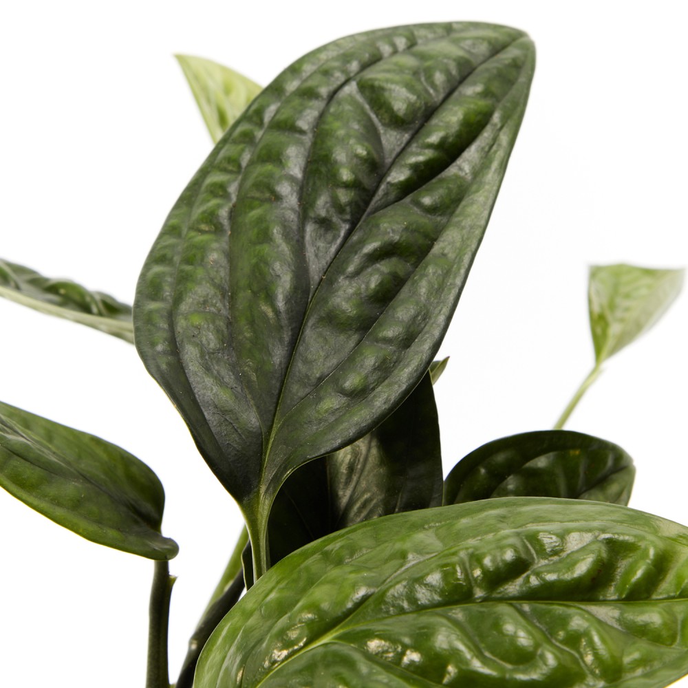 Эпипренум Марбл Планет Эпипренум Марбл Планет