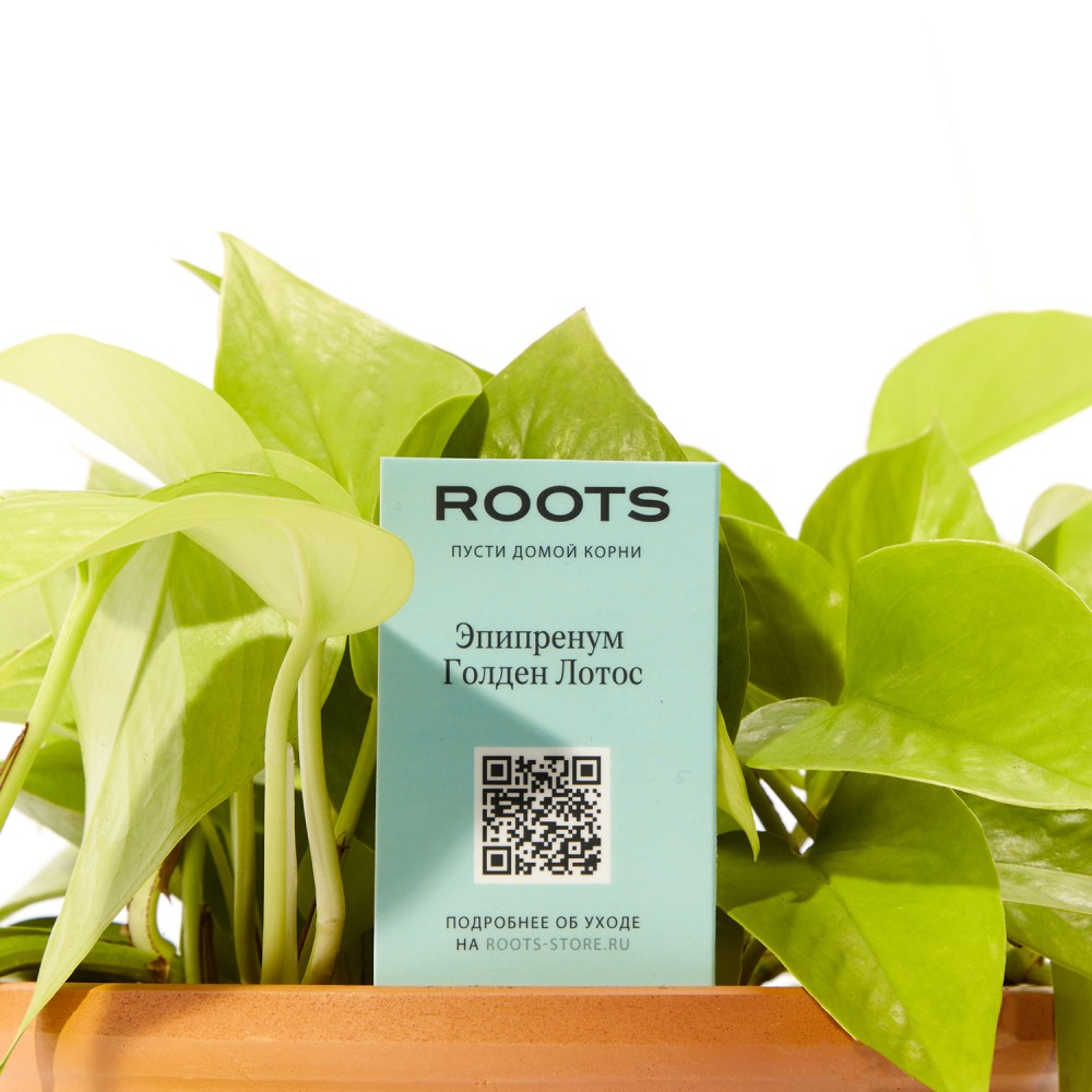 Эпипремнум Голден Лотос Эпипремнум Голден Лотос