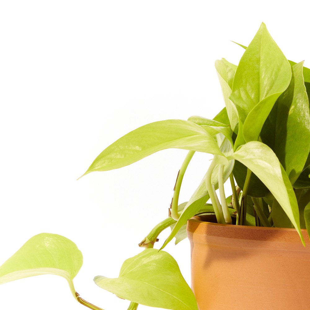 Эпипремнум Голден Лотос Эпипремнум Голден Лотос