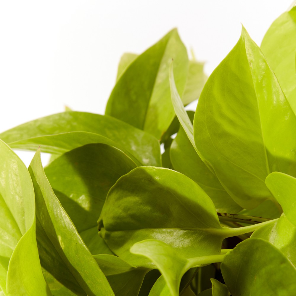 Эпипремнум Голден Лотос Эпипремнум Голден Лотос