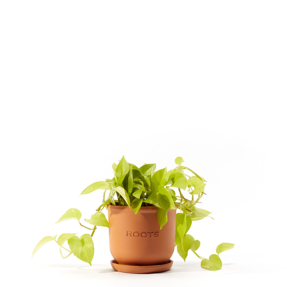 Эпипремнум Голден Лотос Эпипремнум Голден Лотос