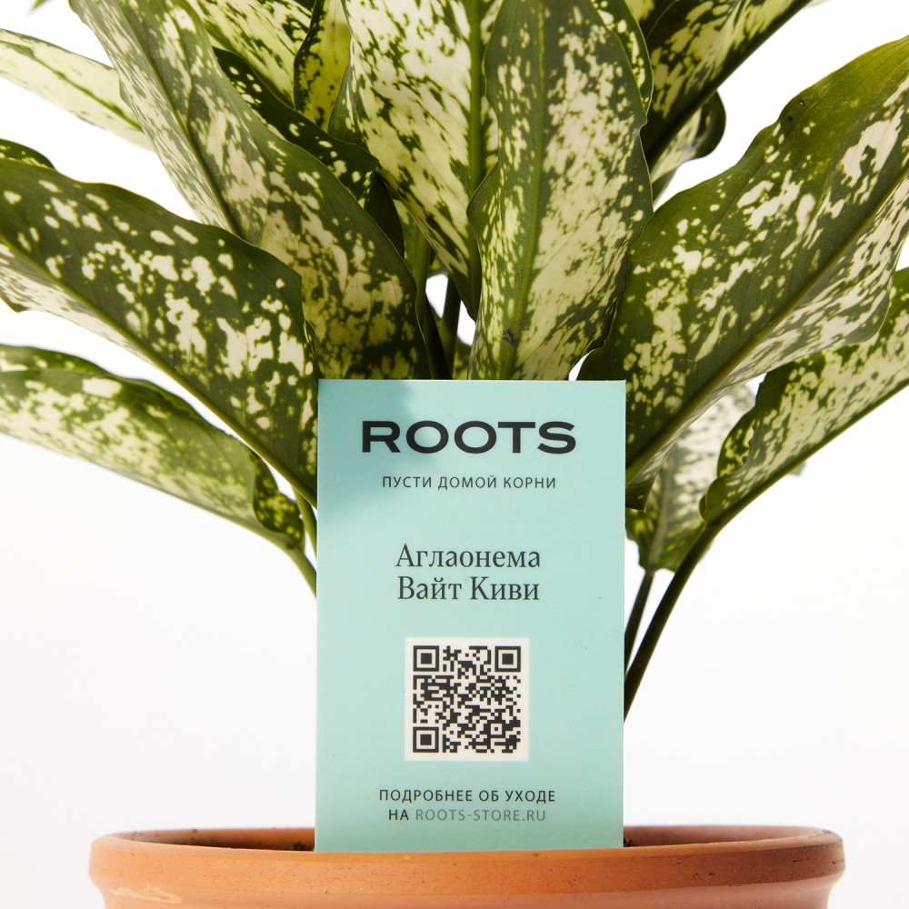 Аглаонема Вайт Киви
