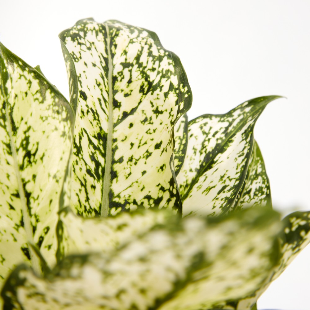 Аглаонема Вайт Киви