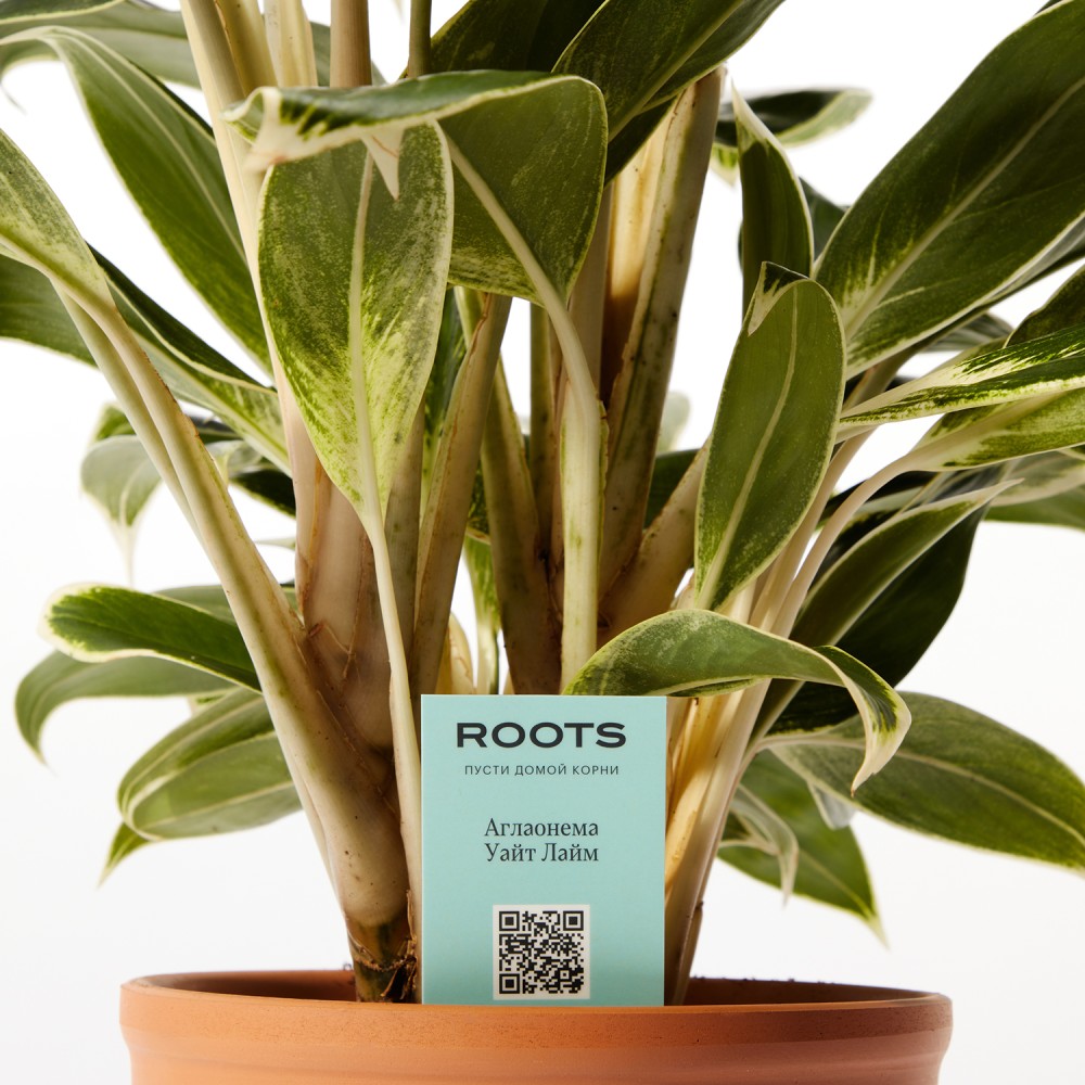 Аглаонема Вайт Лайм Аглаонема Вайт Лайм