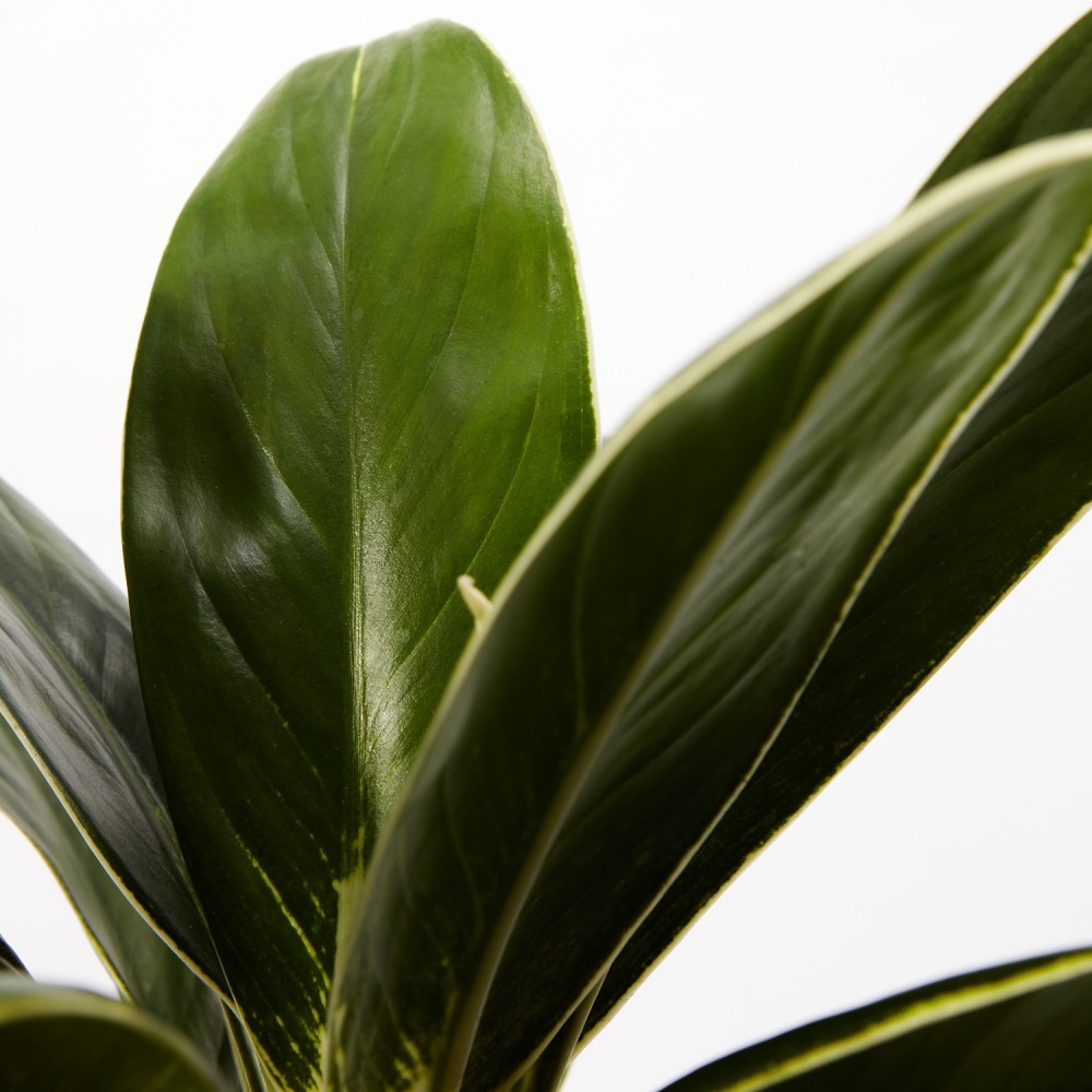 Аглаонема Вайт Лайм Аглаонема Вайт Лайм