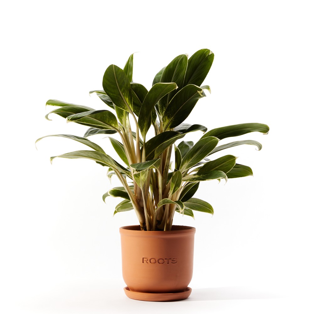 Аглаонема Вайт Лайм Аглаонема Вайт Лайм