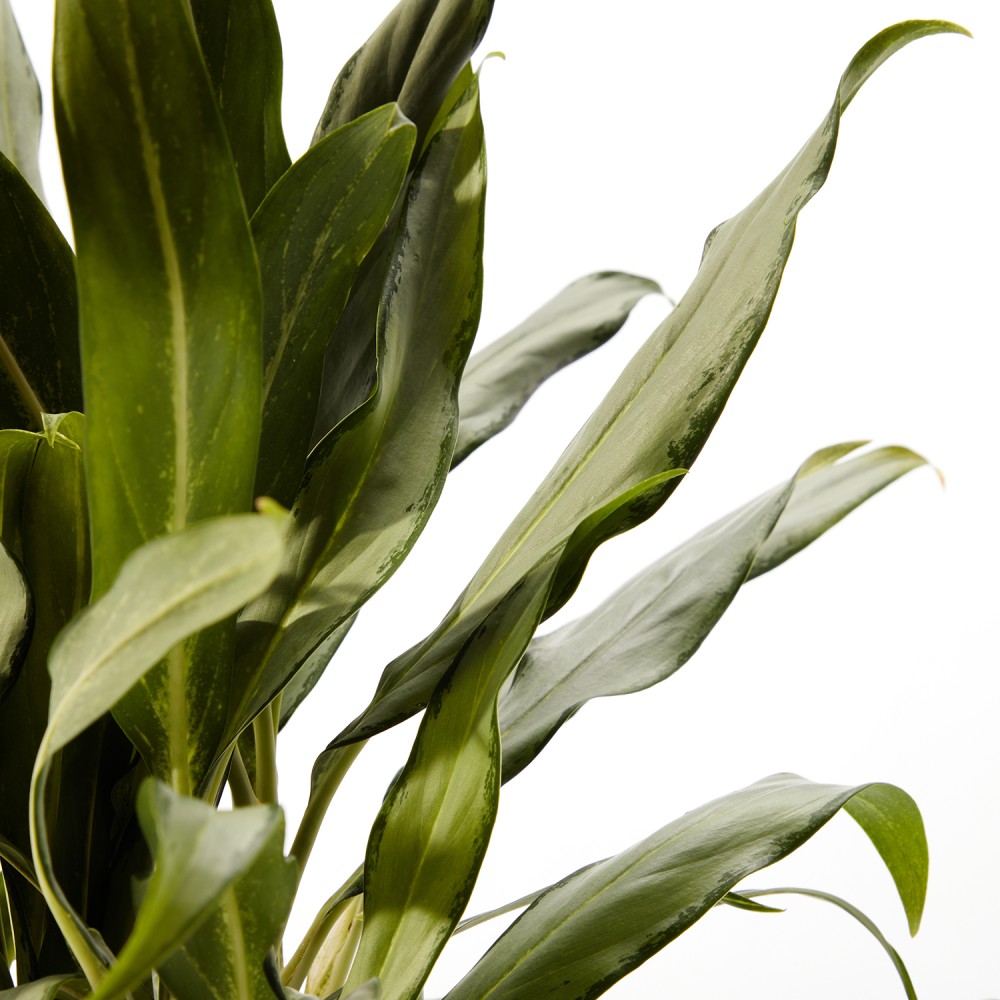 Аглаонема Вайт Ленс