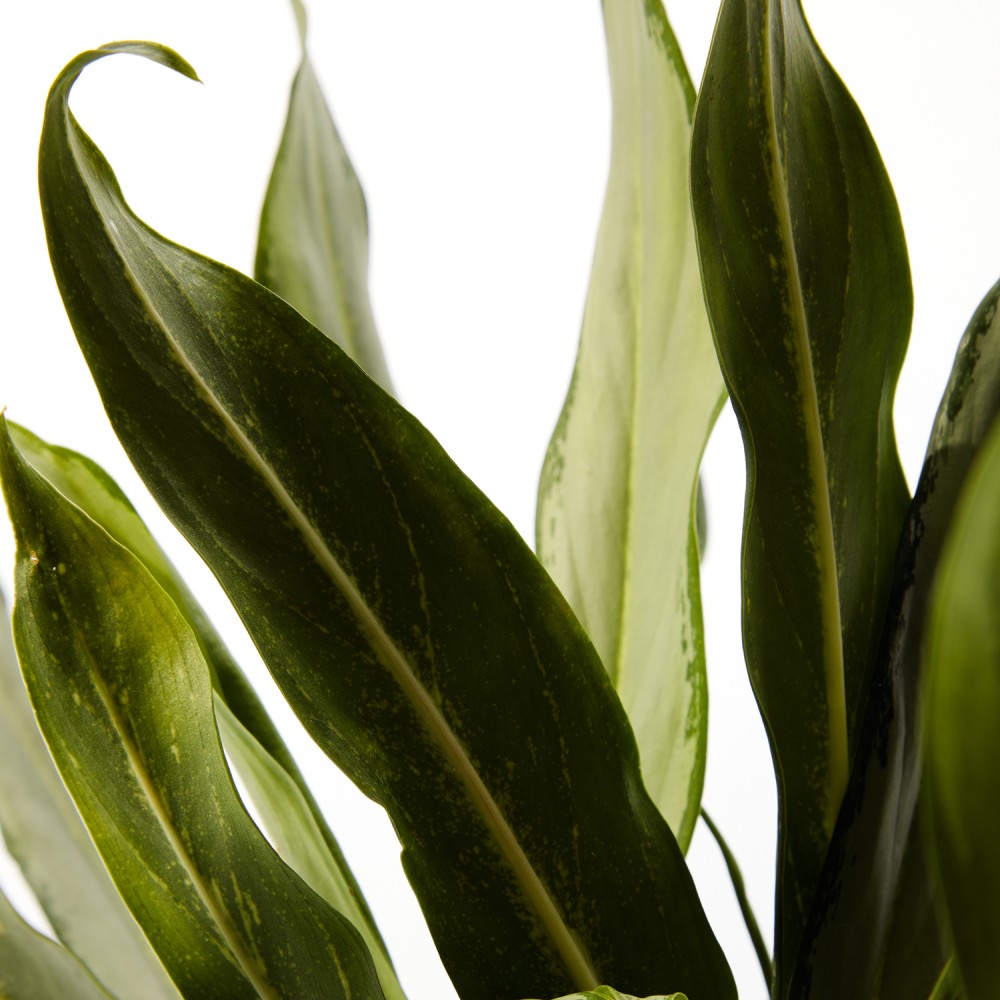 Аглаонема Вайт Ленс