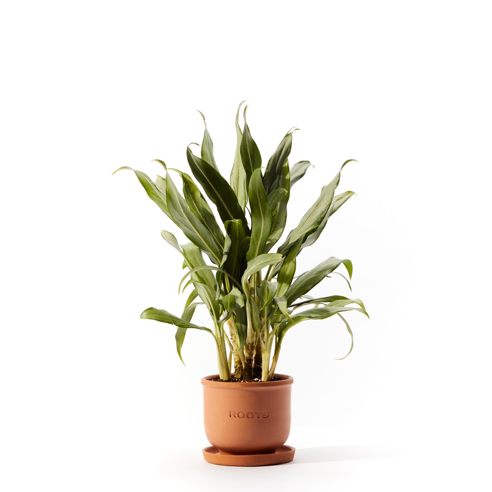 Аглаонема Вайт Ленс