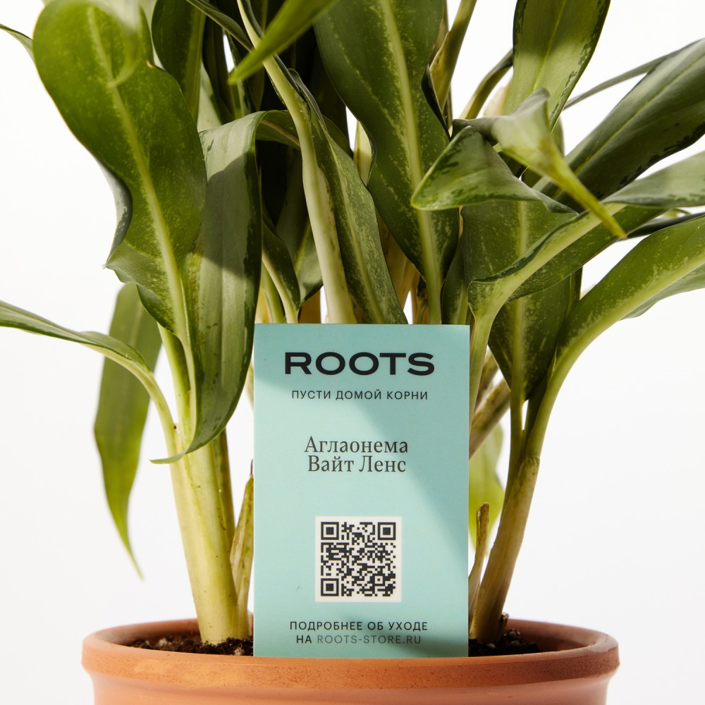 Аглаонема Вайт Ленс