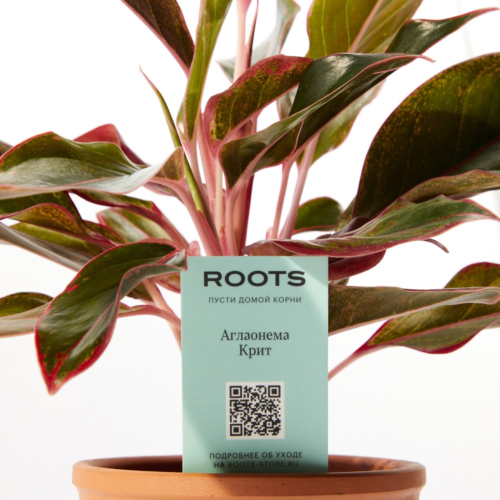 Аглаонема Крит Аглаонема Крит