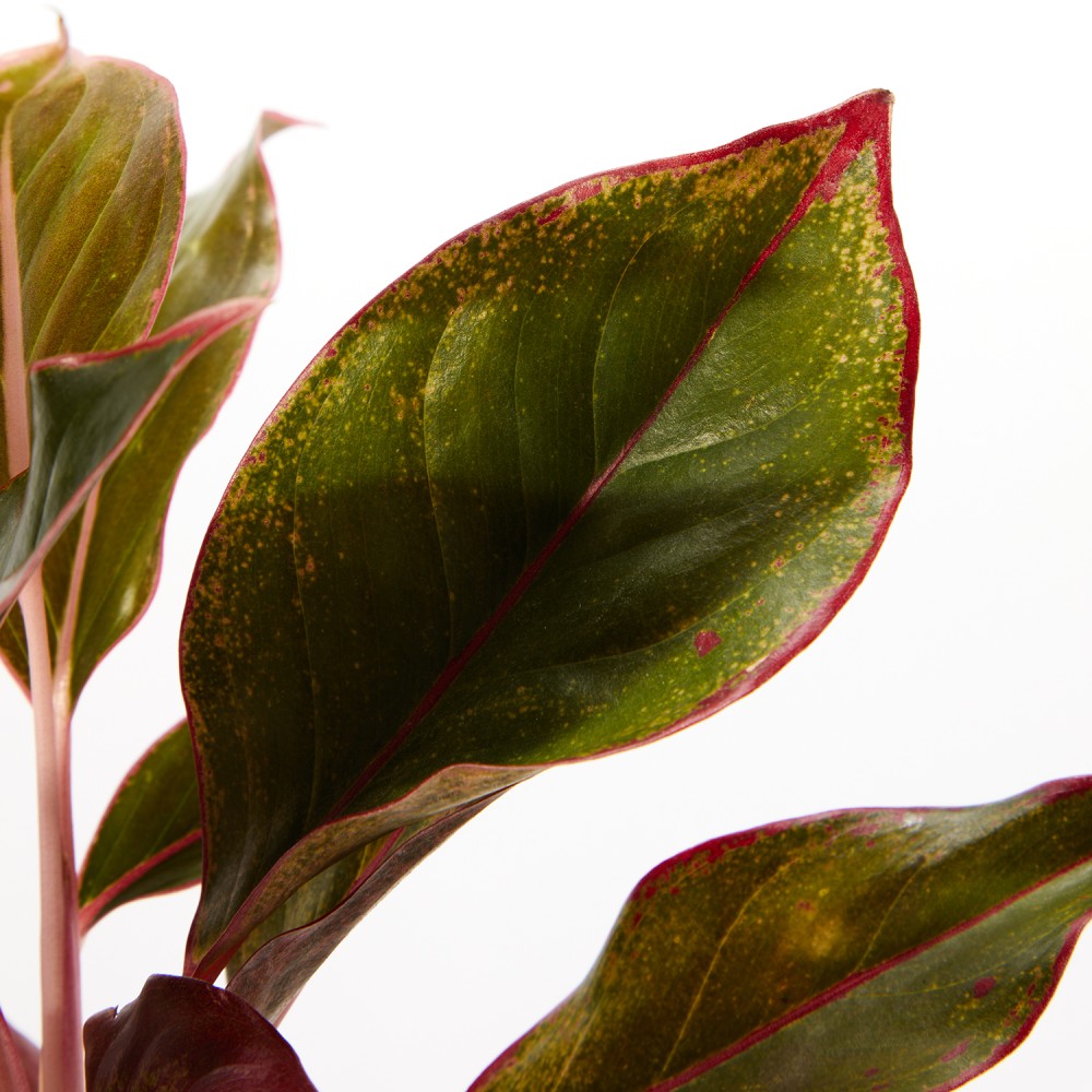 Аглаонема Крит Аглаонема Крит