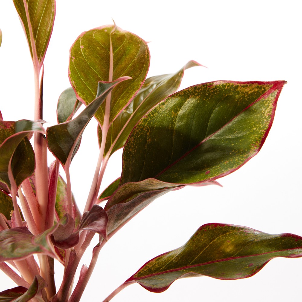 Аглаонема Крит Аглаонема Крит